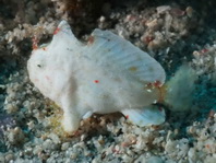 Lembeh Frogfish - Nudiantennarius subteres - Lembeh Anglerfisch